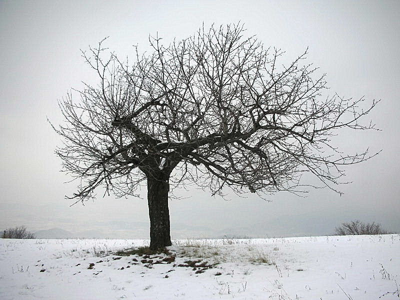 Panorami innevati